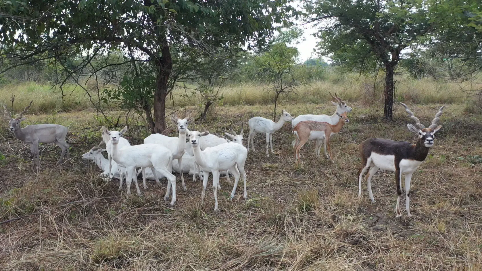 Herbivore Safari
