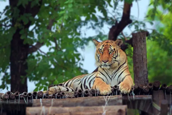 Gorewada Zoo