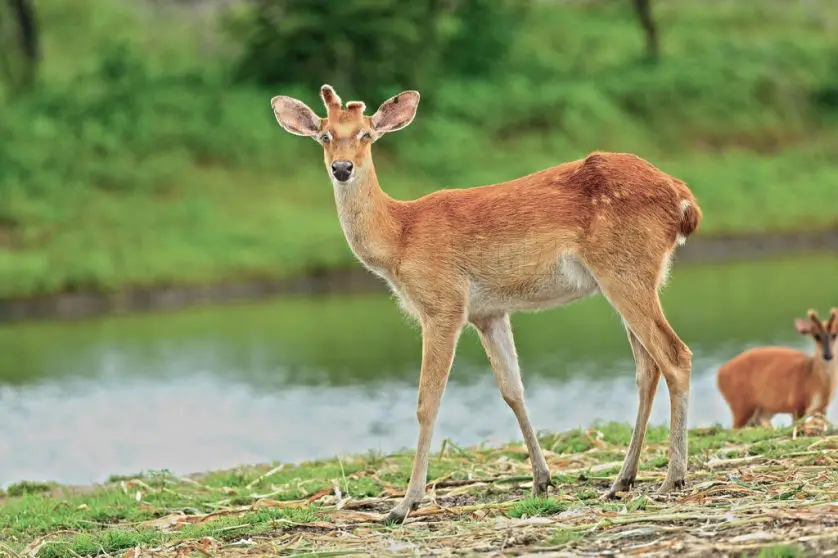 Wild gorewada