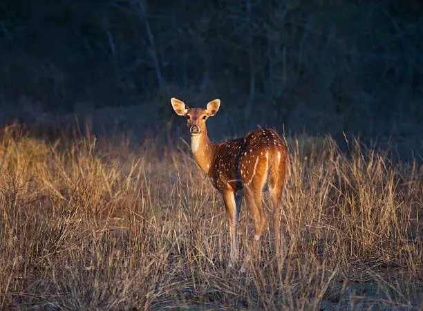 Wild gorewada