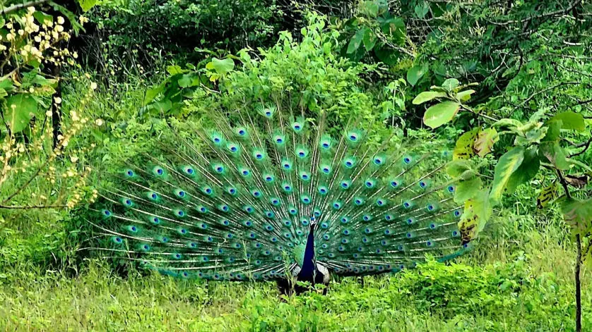 Wild gorewada