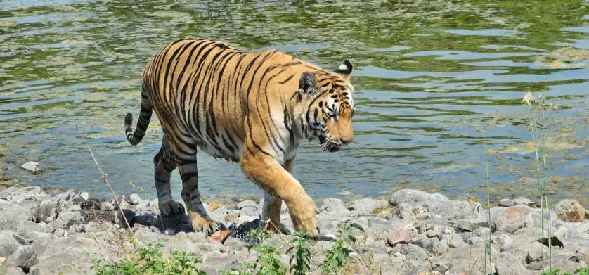 Gorewada zoo tiger in their natural habitat