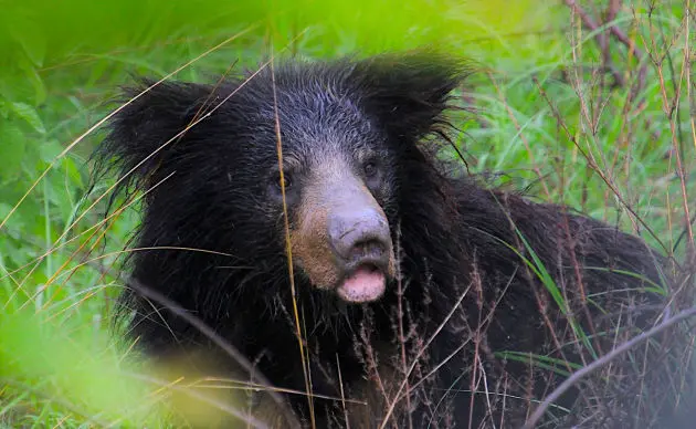 Bear Safari