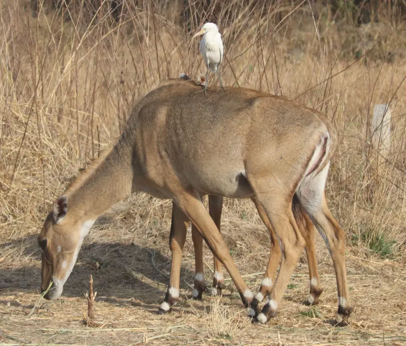 Wild gorewada