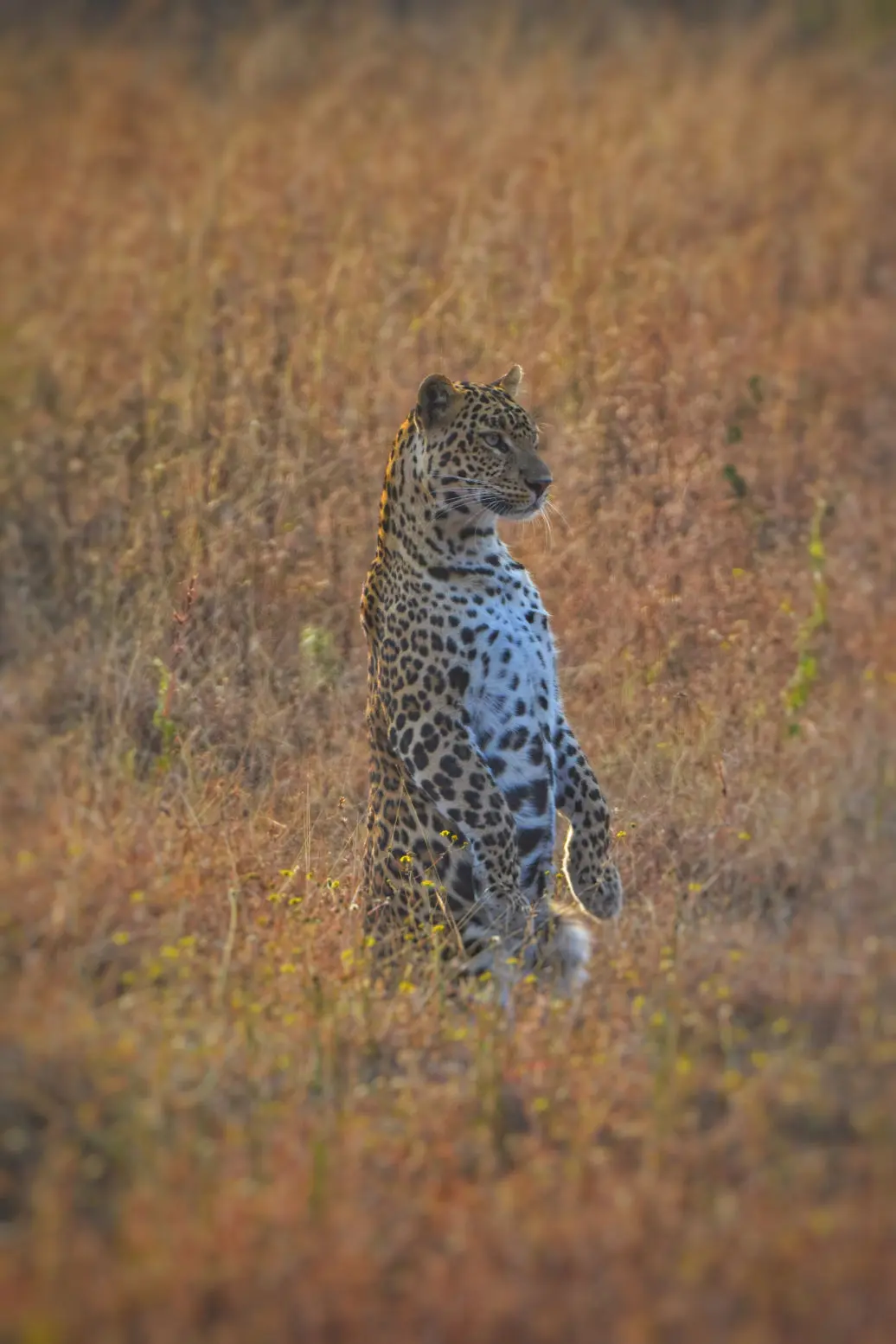 Leopard Safari