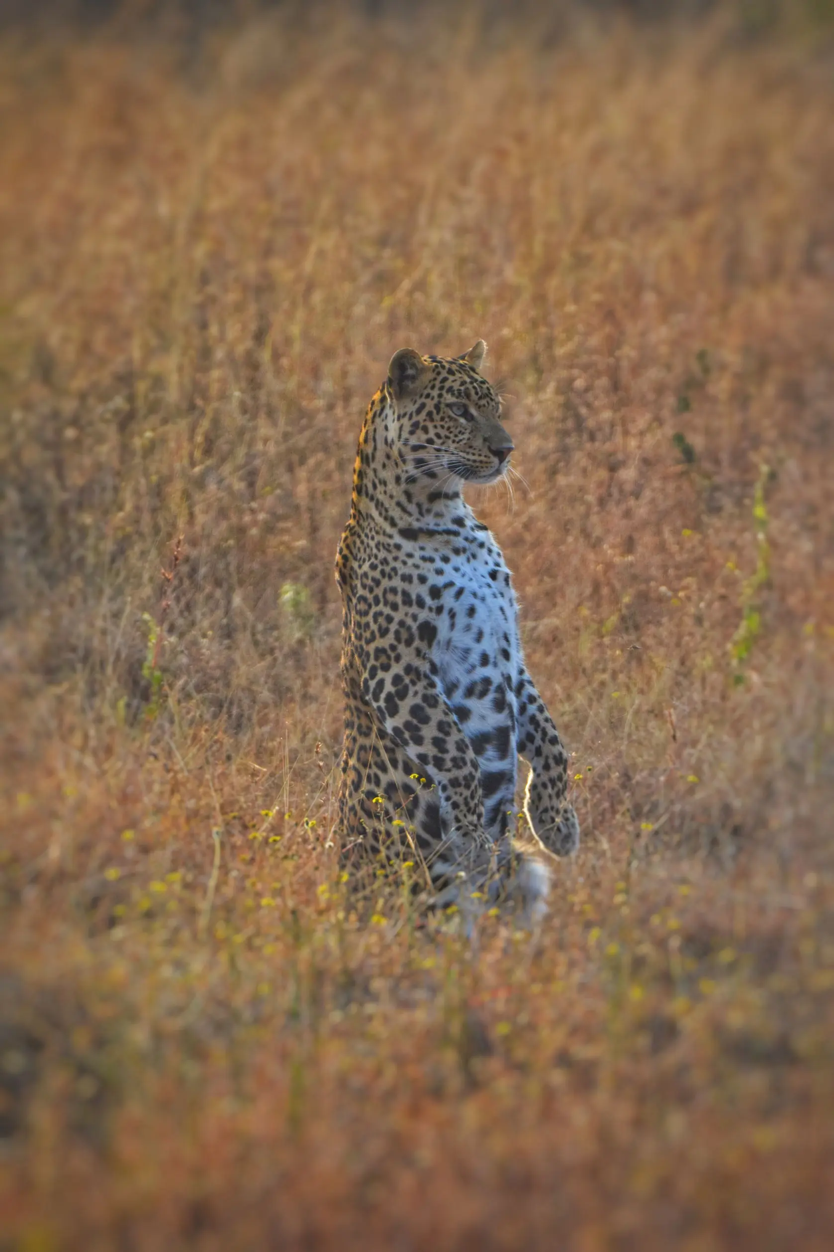 Wild gorewada
