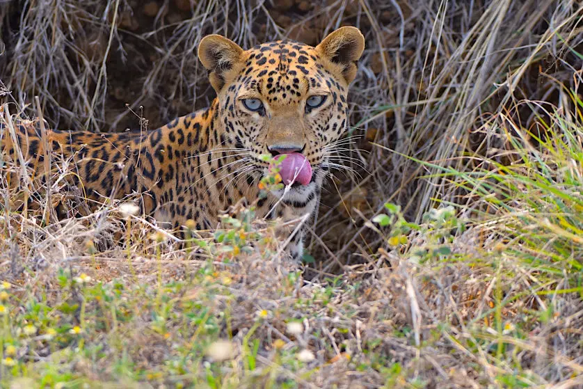 Gorewada Zoo