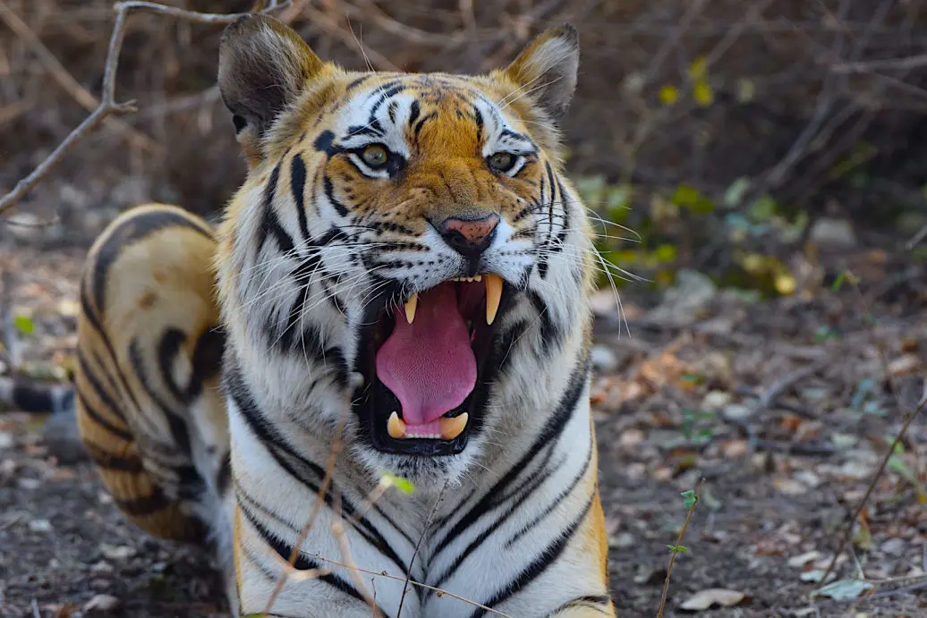 Tiger Safari