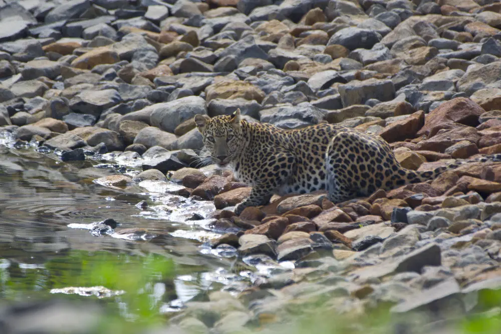 Gorewada Zoo