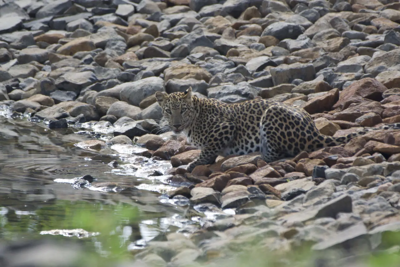 Leopard Safari