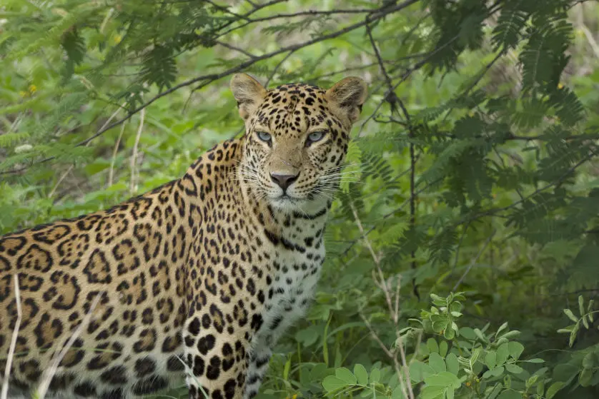 Tiger of Gorewada Zoo Nagpur
