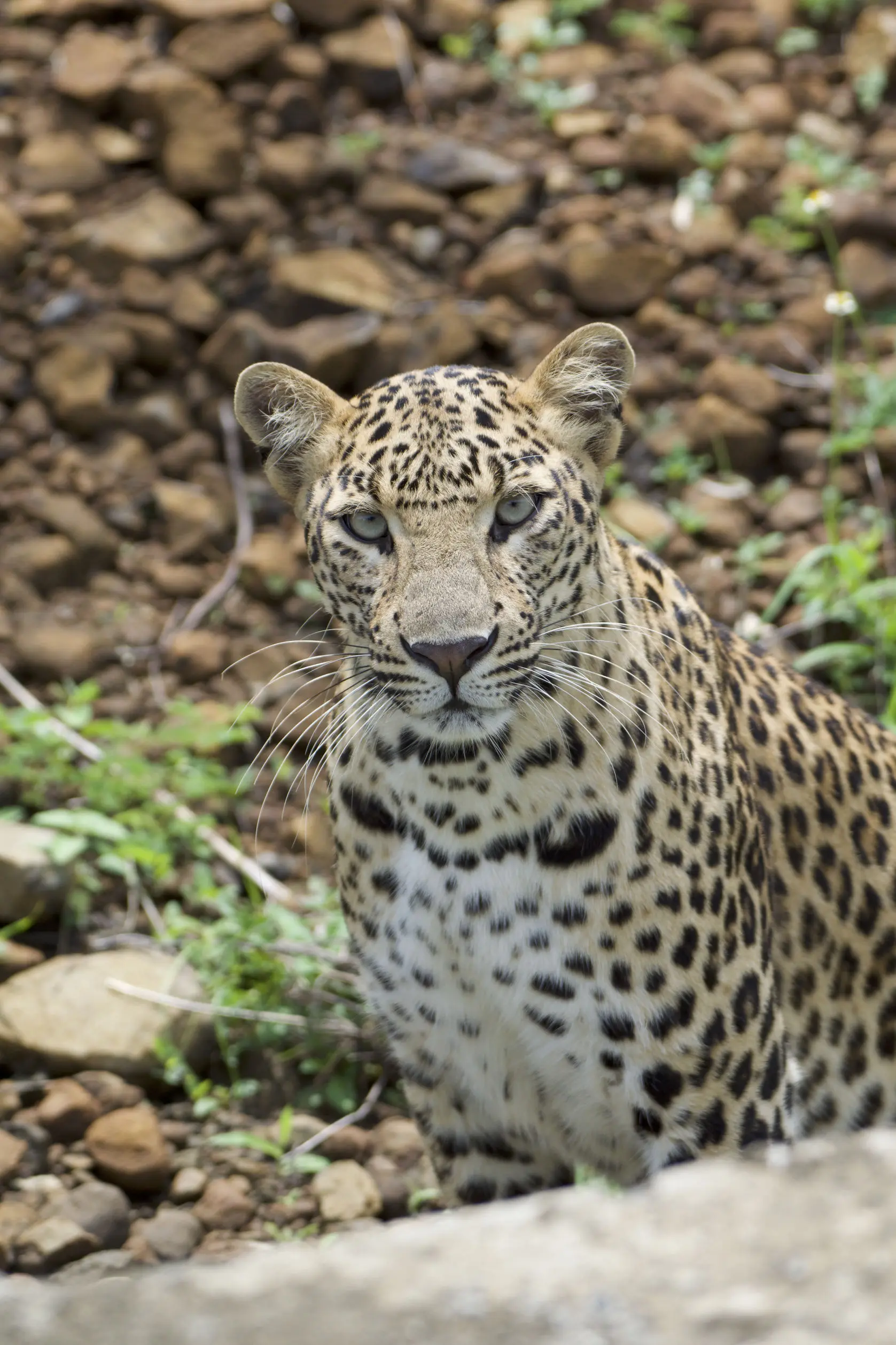Gorewada Zoo