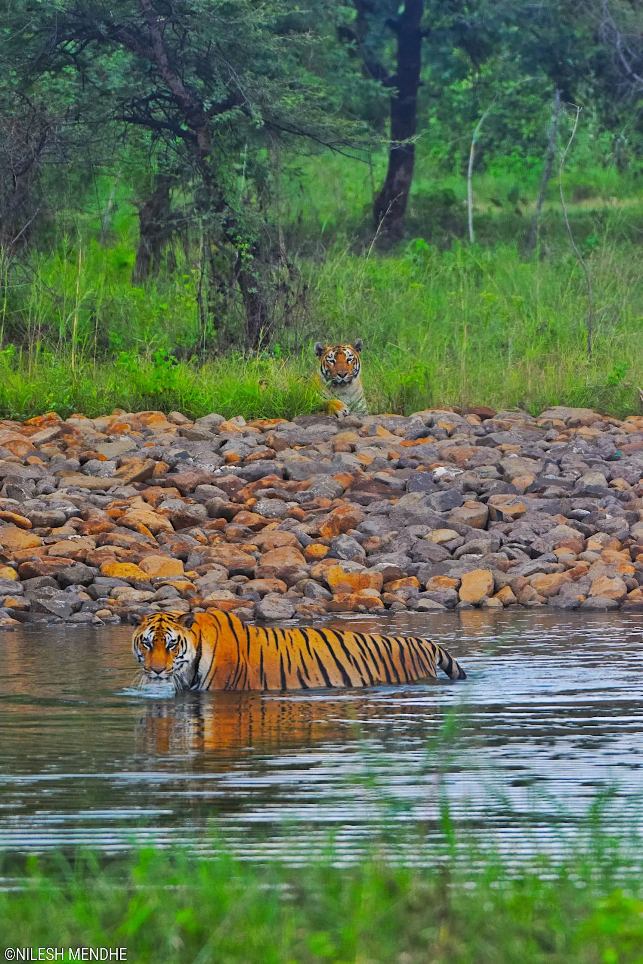 Tiger safari