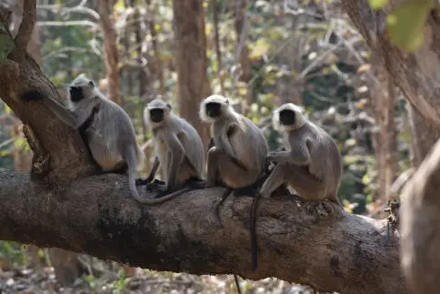 Zoo Safari