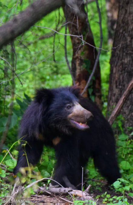 Bear safari