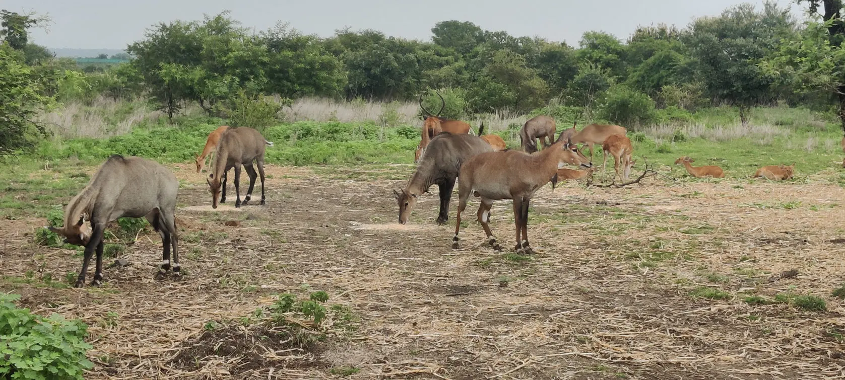Gorewada Zoo