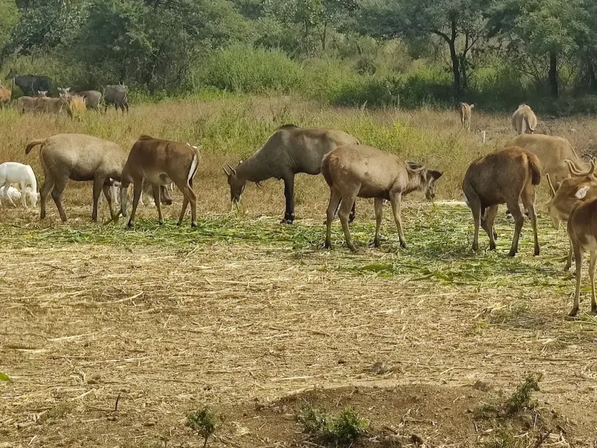 Wild gorewada