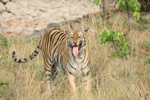 Gorewada Zoo Tiger Looking straight to the camera 