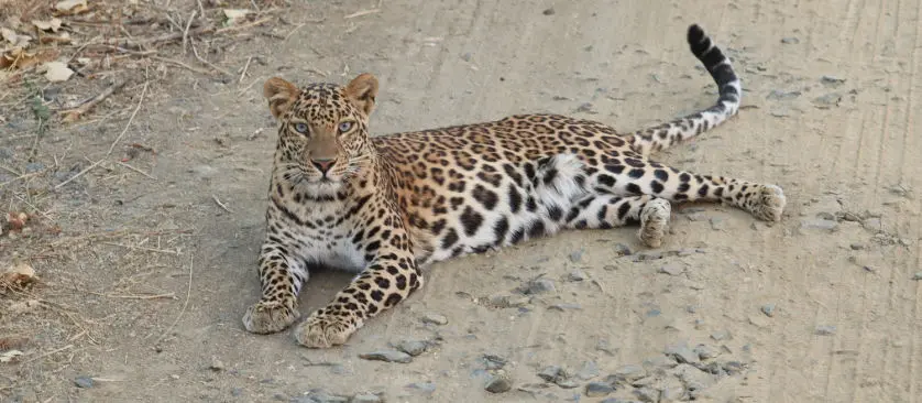 Gorewada Zoo