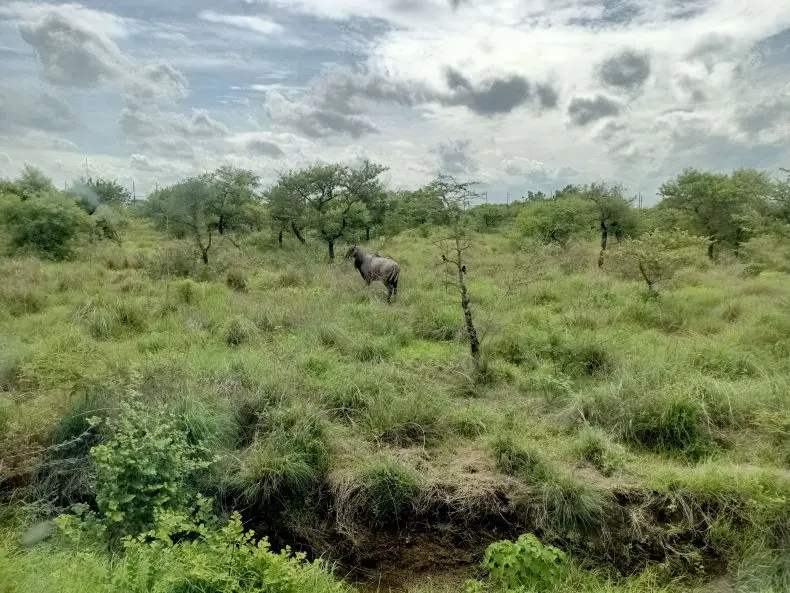 Neelgae at Gorewada Zoo