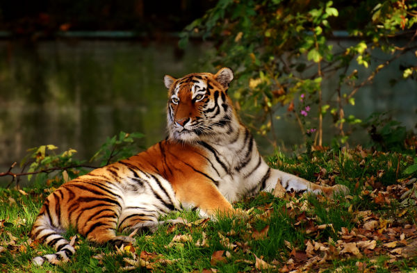 Tiger Safari