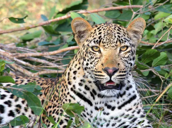 Leopard safari