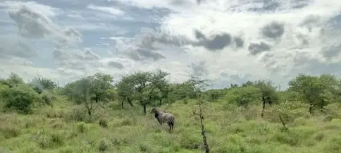 Zoo Safari